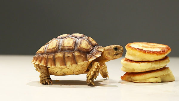 Tortoises Try Tiny Pancakes [VIDEO]