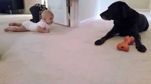 Baby's first crawl with her dog... with a cute ending!