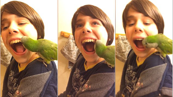 Boy extracts baby tooth by having his pet PARROT pull it from his mouth!