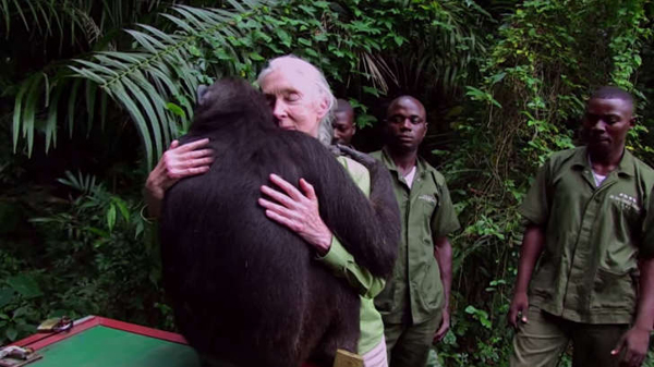 Chimpanzee returns to hug carer before being release into the wild!