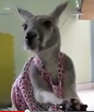 Cutest Pet Kangaroo