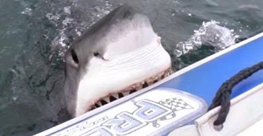 Great white shark attacks inflatable boat, off coast of South Africa!