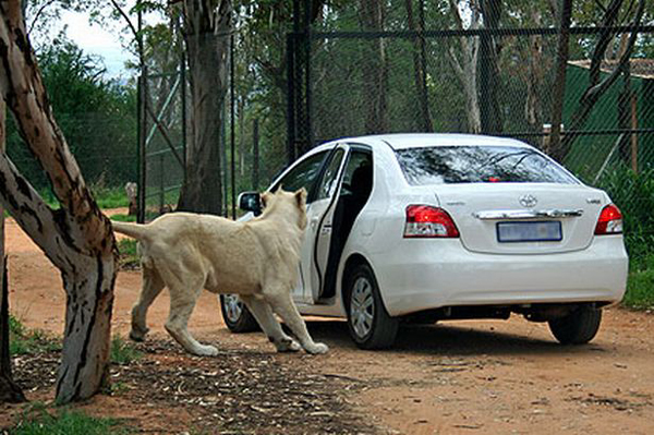 Lion opens car door!