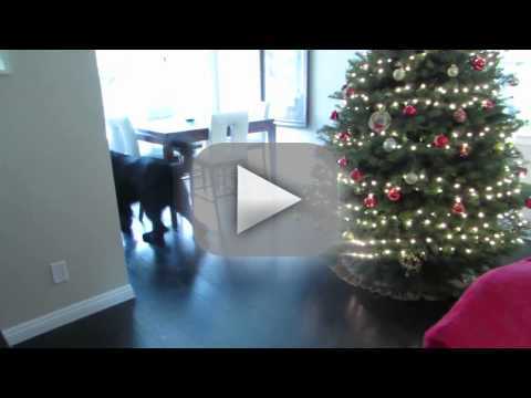 Little girl plays hide and seek with her dog!