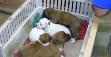 Man Sings Puppies To Sleep With Lullaby :)