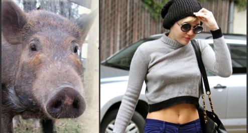 Miley Get's A Pig!
