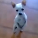 Pharrell's "Happy" Gets Dogs & Cats DANCING! (VIDEO)