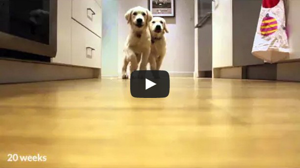 Pups Running For Dinner, Timelapse Style! {WATCH}