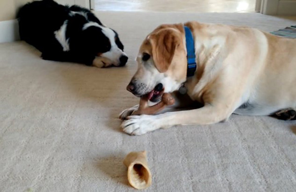 Sad puppy gets her bone stolen