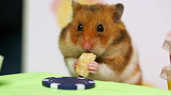 Tiny Hamster Vs. Kobayashi! {WATCH}