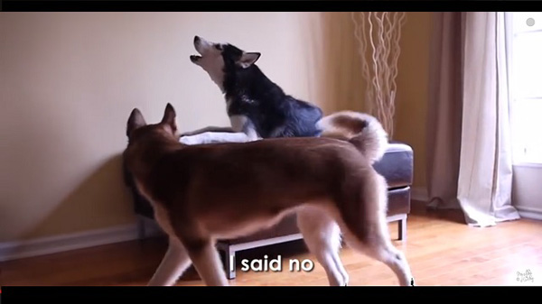 Two Talking Dogs Argue with Each Other!