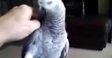 VIRAL: Sassy Bird in 8 seconds!