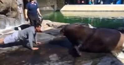 WATCH: 49er Coach Jim Harbaugh Do Push-Ups With A Walrus