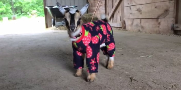 WATCH: Baby Goats in Pajamas! You're going to want one after watching this.