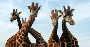 WATCH: Giraffes, Giraffes, and more Giraffes!