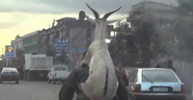 WATCH: Goat Latched On For Dear Life!