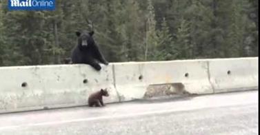 WATCH: Momma Bear Saves Cub From Highway!