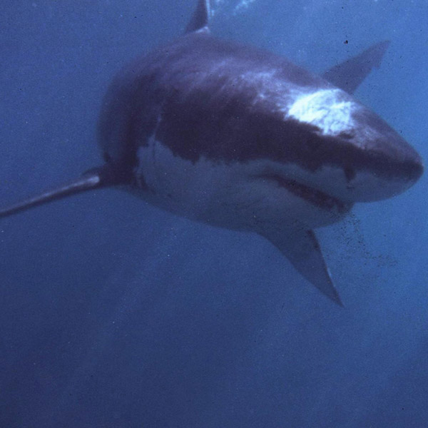 WATCH: 'Mystery monster' Eats Great White Shark