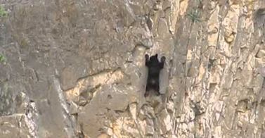 WATCH: Rock Climbing Bears!