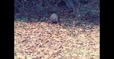 WATCH THIS: Armadillo Collects Leaves To “Billie Jean”