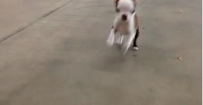 WATCH: This puppy is confused
