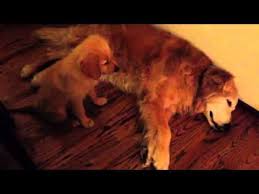 WATCH:Puppy Comforting Older Dog During a Nightmare!