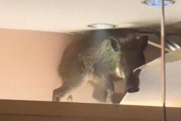 WiLD Boar Fell Through Ceiling at a Mall in China!