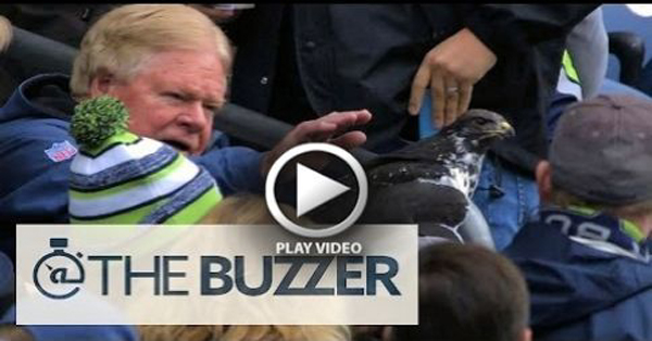 Bird Lands On Fan's Head At Seattle Seahawks Game - 11/9/14