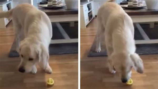 Golden retriever tasting lemon