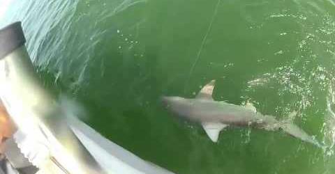 Grouper eats 4ft shark in one bite!