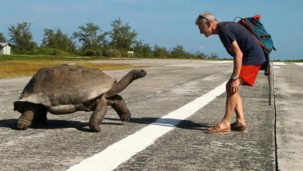 Guy Interrupts Turtles Mating...Slowest Chase Ever Ensues!