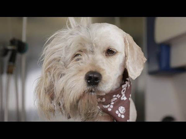 Homeless Dog Gets Makeover That Saves His Life!