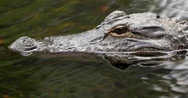 How NOT To Deal An Alligator [VIDEO]