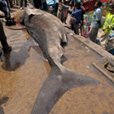 Man Catches 800-Pound Shark In Florida!