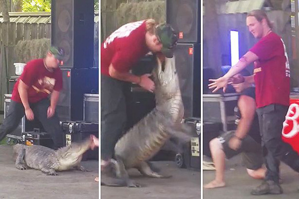 Man Gets Bitten By Alligator During Demonstration!