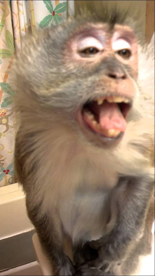 Monkey getting his hair blow-dried!