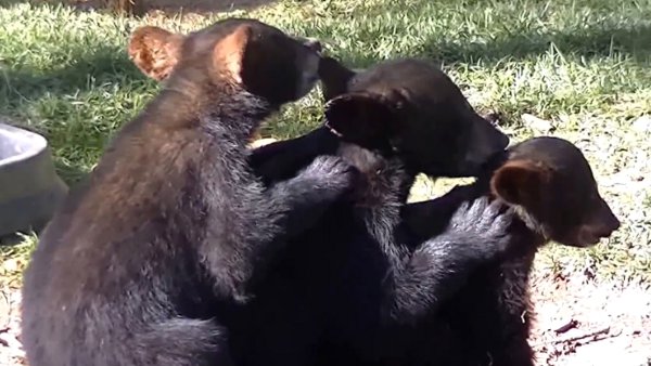 WATCH: Adorable Baby Cub Trio!