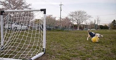 WATCH: Bend It Like Beagle!