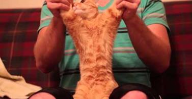 WATCH: Dubstep Cat