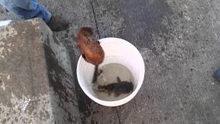 WATCH: Poor Little Fishy!