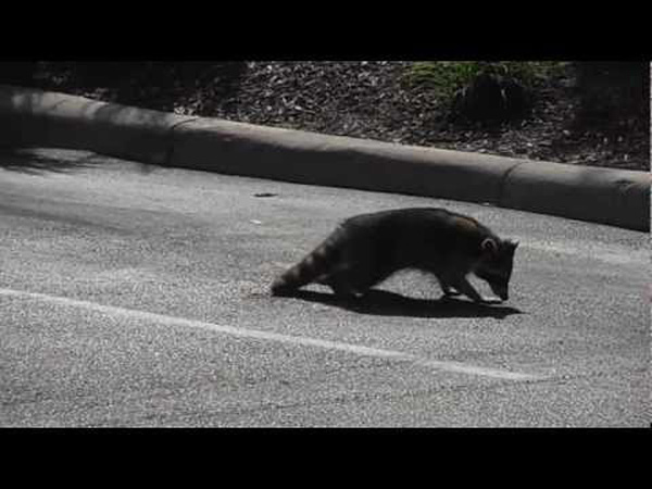 WATCH: Racoon Breaks into Liquor Store and gets Drunk!