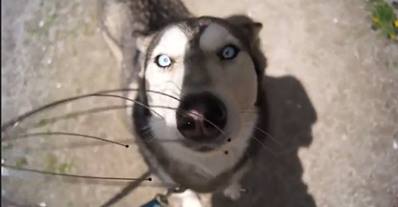 This dog is so into his scalp massage! Watch below!